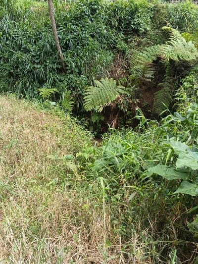 A verdant scene shows a dense mix of vegetation. Predominantly green, plants cover the landscape, with ferns prominently displayed. To the lower left, dried grasses transition into the vibrant greenery. A small crevice or drainage area runs through the foliage. The overall impression is one of abundant growth and untamed natural beauty.