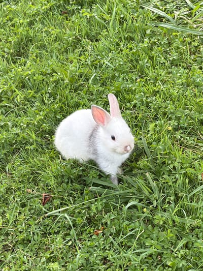 A young white rabbit with pink ears and grey markings on its back is nestled in lush green grass. The rabbit is positioned in the upper right quadrant of the image, looking upwards and to the right, with its head tilted. Its nose has a small brown marking. The rabbit appears to be interacting with some blades of grass. The setting is a grassy outdoor area, likely a lawn or field, with a variety of grasses and low-lying green plants. The lighting suggests it is daytime, possibly overcast as there are no harsh shadows. The overall impression is one of a peaceful and natural scene.