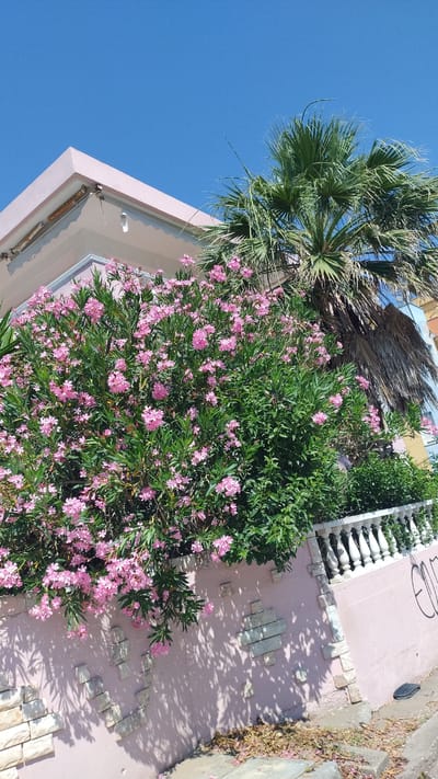 A bright, sunny day is captured in this exterior shot taken in Neoi Epivates, Greece. A pink, two-story building with a light pink roof is visible in the upper left corner. In front of the building, a lush, green oleander bush is in full bloom with thousands of small pink flowers. Behind the oleander, a tall palm tree with dried fronds is partially visible against a clear blue sky. A white balustrade fence with decorative pillars runs along the bottom right of the image. The wall supporting the fence is painted pink and adorned with light-colored rectangular stone accents. Shadows from the trees and foliage are cast across the wall and the ground. The scene appears to be located on a street with a sidewalk and some scattered dry leaves on the ground.
