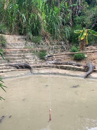 The image depicts an outdoor scene with a muddy body of water in the foreground and a tiered, stone embankment with lush vegetation in the background. Several crocodiles are visible basking on the embankment. A fishing line with bait hangs in the water, suggesting an activity related to feeding the crocodiles. The location is identified as Định An, Vietnam. The environment appears to be a wildlife enclosure or a natural habitat adapted for crocodile observation.