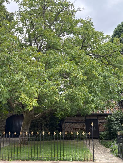 This is a photograph of a large tree with green foliage in front of a brick building with a dark wooden door and a large dark wooden arched entryway to the left. A black metal fence with gold decorative finials runs across the foreground, separating a patch of green grass from a brick pathway. The tree is the dominant subject, its branches spreading widely and obscuring much of the building and the sky. The scene appears to be outdoors, in a residential or historic area. The context provided suggests the location is Melick, Netherlands.