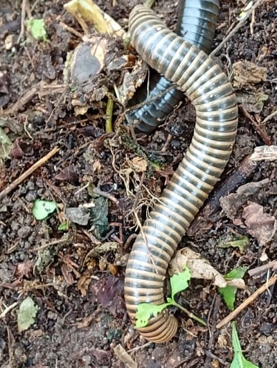 The image shows a millipede curled on dark soil littered with dried leaves, twigs, and small green sprouts. The millipede has a segmented body with alternating dark gray and tan bands. Its body is curved, with the head and anterior segments not visible, and the posterior end coiled tightly. The background consists of more soil and organic debris. The scene appears to be an outdoor, natural environment. There are no people or structures visible. The location within Carmen, Philippines, is not specified in the image itself, but is a coastal city in Bohol province, known for its natural beauty and agricultural land, which could contain such an environment.
