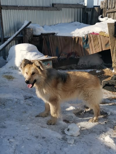 A medium-sized, light brown, fluffy dog stands in the snow. Its tongue is slightly visible. Snow surrounds the dog, with patches of bare ground. Behind the dog, a makeshift shelter is visible, constructed from blankets draped over a frame. A corrugated metal fence forms a backdrop to the scene, with snow piled on and around it. The sky is visible in the upper right corner.