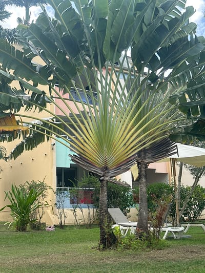 The image shows two traveler's palm trees in a landscaped area in Le Gosier, France. The trees, with their distinctive fan-like leaf arrangement, dominate the scene. Behind the trees is a two-story building with sections painted in yellow, pink, and light blue. Garden furniture, including white plastic chairs and a table, are visible on the right side of the image. The foreground consists of a well-maintained green lawn and various shrubs. The sky is partially visible in the upper left corner.