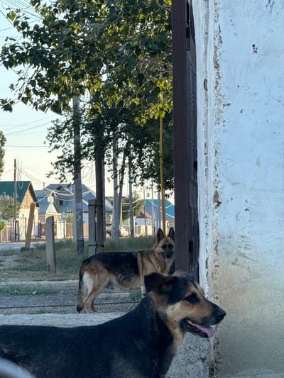 The image depicts an outdoor scene in the city of Töretam, Kazakhstan, during daylight hours. In the foreground, a German Shepherd mix with dark fur is positioned, facing towards the right and looking away from the camera. Its mouth is open, and its tongue is visible. Behind this dog, another German Shepherd stands facing forward, its mouth also open with its tongue protruding. This second dog is lighter in color, with typical tan and black markings.

The background reveals a residential area with houses featuring pitched roofs, some with blue tiling. Fencing, including decorative metal gates, lines the properties. Several utility poles with overhead wires are visible, interspersed with trees. A concrete wall, showing signs of wear and discoloration, is prominent on the right side of the frame, with a dark metal gate to its left. The ground appears to be a mix of gravel and dirt. The lighting suggests it is either morning or late afternoon, with a clear sky. No people are visible in the frame.