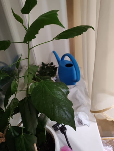 A close-up, vertical shot focuses on the green leaves of a plant, with a blue watering can visible in the background. The plant is in a white pot, and its leaves are dark green and appear healthy. The watering can is a vibrant blue and has a black spout and handle. The background includes a white and beige curtain, and a white surface, possibly a windowsill. The scene is indoors, with natural light filtering in from the right side of the frame, creating soft shadows. The image does not contain any information about the city of Kotovsk, Russia.