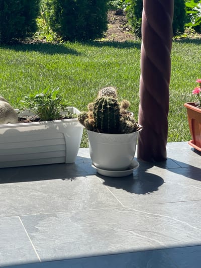The image shows a close-up view of a porch or patio area in Slobozia-Dușca, Moldova. In the foreground, a gray tiled surface is visible. To the left, a white rectangular planter contains a green plant. To the right of this, a white pot with a saucer holds a cactus with multiple stems and spines. Behind the cactus, a twisted, dark brown cylindrical column stands vertically. Further to the right, the edge of a reddish-brown planter is visible, and a pink flower can be seen. In the background, a lush green lawn is illuminated by sunlight, bordered by dark green bushes. The scene appears to be a sunny day, with shadows cast by the plants and column onto the porch.