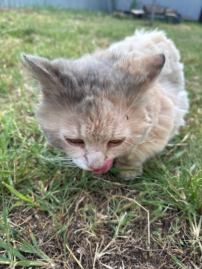 A close-up, eye-level outdoor shot captures a fluffy, long-haired cat with light brown and grey fur in a grassy area. The cat is looking down and to its right, with its pink tongue extended, appearing to lick its nose. A tiny black ant is visible on the cat's head, slightly to the left of its right ear. The background is a blurry expanse of green grass, with hints of wooden structures and a fence in the distance, suggesting a rural or suburban setting. The ground beneath the cat is a mixture of soil and dry grass. The image is likely taken in Dobrovske rural hromada, Ukraine, given the description of the location.