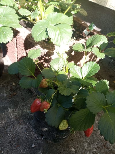 In Reda, Poland, a potted strawberry plant with green leaves and several strawberries is visible. Some strawberries are ripe and red, while others are still green and unripe. The plant is in a dark-colored pot, which is placed on a grey, sandy surface. In the background, a textured, reddish-brown wall with shadows and a grey wall are present. A small tag with green and red elements is also visible in the background.