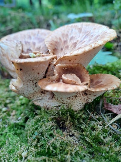 The image shows a cluster of mushrooms growing in a patch of green moss. The mushrooms are tan with brown spots and have a textured surface. They appear to be growing close together, with some overlapping. The moss is dense and covers the ground. The location is not discernible as Elektrostal, Russia, from the image.