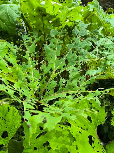 The image shows a close-up view of large, vibrant green leaves that are heavily damaged by insects, with numerous holes and irregular edges. The leaves are arranged in a dense cluster, and their veins are clearly visible. Some of the leaves appear to be wilting or decaying. The background consists of darker, out-of-focus foliage and hints of brown stems, suggesting an outdoor environment. The scene is likely located within the botanical garden of Mosėdis, Lithuania, a place known for its diverse collection of plants, which may include species susceptible to insect damage.