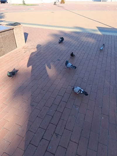 The image shows a paved area with several pigeons on the ground. The paving is made of reddish-brown bricks laid in a pattern. In the background, there is a paved walkway with a circular design and some greenery. A building with a granite facade is visible on the left, and a dark trash can is placed next to it. A shadow of a person, presumably the photographer, is cast on the ground, suggesting it is daytime. The weather appears to be sunny. Several pigeons are scattered across the brick paving, some standing, some pecking at the ground. One pigeon on the left is looking towards the camera, with iridescent green and purple feathers on its neck. Another pigeon in the center is in mid-stride. Further back, more pigeons are visible, including one with gray and white plumage. The overall scene is an outdoor urban or park-like setting. There is no visible text in the image.