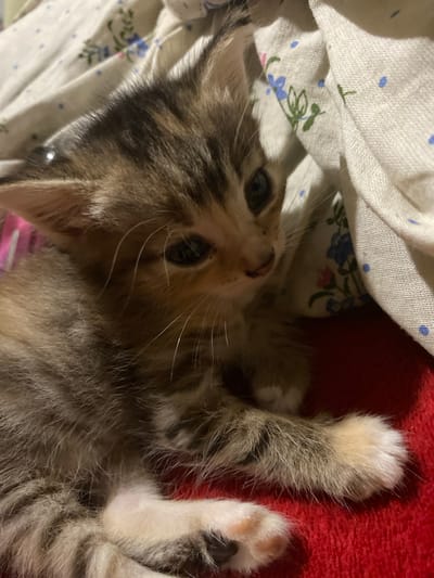 The image shows a close-up, high-angle shot of a young tabby kitten. The kitten is lying on a red surface, possibly a blanket or rug, with a patterned white fabric visible in the background. The white fabric has a delicate floral pattern of blue and pink flowers with green leaves, and also features small blue dots. The kitten's fur is a mix of brown, grey, and black tabby markings, with lighter fur on its chest and paws. Its eyes are open and appear dark. One of its front paws is raised and visible, showing white fur and pink paw pads. The other paws are not fully visible. The lighting suggests an indoor setting, likely with artificial light given the shadows. The kitten appears relaxed and perhaps playful, with its body positioned as if it's just waking up or stretching. There is no visible text in the image. The context of Nova Praha, Ukraine, provides a geographical location but no specific visual cues within the image itself directly relate to this location.
