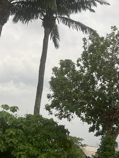 The image captures an upward view of a cloudy sky framed by lush tropical vegetation. On the left, a tall, slender palm tree stands prominently, its dark green fronds fanning out against the overcast backdrop. The trunk of the palm tree shows visible texture and possibly some growth like moss or lichen.

To the right, a large, dense leafy tree with abundant green foliage fills a significant portion of the frame, showcasing its branches and leaves. Below and to the right of this tree, another cluster of dark green foliage and smaller plants further contributes to the verdant scene.

The sky is uniformly overcast with light grey clouds, indicating a cloudy or possibly gloomy day without direct sunlight. In the upper right corner, peeking through the canopy, is a glimpse of a building structure, identifiable by what appears to be a light-colored, possibly corrugated metal roof.

There is no visible activity, and no people or animals are present in the static scene. No text is discernible anywhere in the image. The scene depicts a natural setting dominated by trees under an overcast sky, consistent with the tropical environment of Ikot Ekpene, Nigeria.