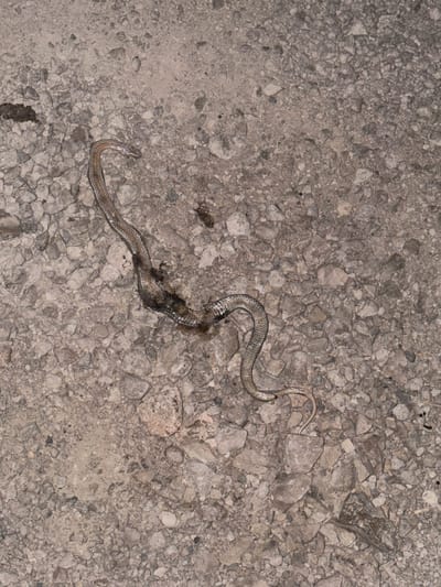 A dead snake is lying on the ground. The snake is coiled and its body is dark brown and black. The ground is covered in small stones and gravel, with some patches of dry dirt. The scene appears to be outdoors, in a natural or semi-natural environment. There is no indication of human presence or activity.