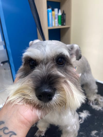 The primary subject of the image is a grey and white Miniature Schnauzer, captured in a close-up, head-on shot. The dog's face is prominent, featuring dark, expressive eyes, a black nose, and a shaggy white beard and eyebrows, which appear slightly damp. Its fur shows a mix of dark grey around the eyes and muzzle, transitioning to white on the top of its head and beard. The dog is looking directly at the camera with a calm and attentive expression.

A person's hand, partially visible in the lower right, gently cradles the dog's head. The hand has visible black ink tattoos on the wrist and forearm. In the background, the setting appears to be a dog grooming environment, possibly a salon in San Miguel, Peru, or a dedicated home grooming area. A dark blue surface, likely a grooming table or mat, is visible under the dog. Above this, a light wooden shelf unit holds several out-of-focus bottles and containers, consistent with grooming products. To the upper right, a dark textured surface, presumably part of the grooming table, is covered with clumps of light-colored, fluffy dog hair, indicating that a grooming session has recently occurred or is in progress. Another blurred grey dog or part of the same dog's body is visible in the background. The lighting is bright and even, characteristic of an indoor setting. No discernible text is visible on any objects.