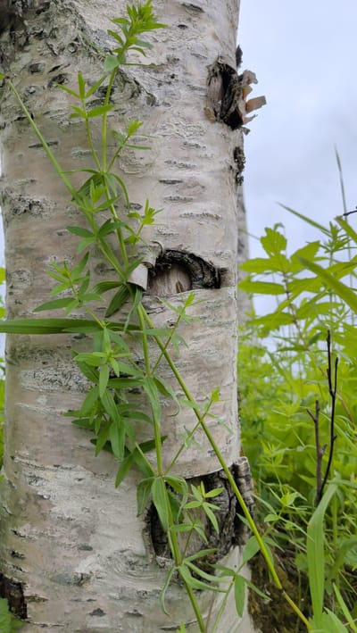 A close-up, vertical shot features a birch tree trunk with a light-colored, textured bark. A vine with small, green leaves is growing up the trunk. There are two dark, irregular-shaped holes in the bark, one near the top and one lower down, revealing the wood underneath. In the background, lush green foliage and grass are visible under an overcast sky. The scene is set in an outdoor environment, possibly a park or natural area in Trofors, Norway. There are no people or animals present.