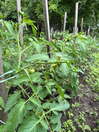 The image depicts a row of tomato plants supported by wooden stakes in what appears to be a garden in the village of Ilpanur, Russia. The plants are green and leafy, with some bearing small yellow flowers and one visible unripe green tomato. The ground is dark soil, with some weeds and smaller plants growing around the base of the tomato plants. In the background, a dense line of trees can be seen, suggesting a wooded area or forest bordering the garden. The lighting indicates it is daytime, with soft, diffused light, possibly suggesting an overcast sky or shade from the trees. The overall scene is one of rural or suburban agriculture.