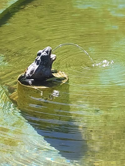 This media file captures a close-up view of a fountain shaped like a frog in a pond. The frog statue is dark gray and appears to be made of stone or metal, with its mouth open as it spouts a thin stream of water. The water arcs gracefully before falling back into the green, rippling surface of the pond, creating small circles on the water.
The pond itself is filled with murky green water, with sunlight reflecting off its surface, creating a textured, wavy pattern. Some darker submerged objects and subtle reflections of foliage can be seen beneath the water's surface. The lighting suggests it is daytime, likely a sunny day, given the bright reflections.
There are a few insects, possibly wasps, gathered on the frog statue, adding a touch of nature to the scene. The setting appears to be an outdoor garden or park, possibly in Valencia de Alcántara, Spain, as indicated by the location context. The overall mood is serene and tranquil, focusing on the simple beauty of nature and a decorative water feature. No text is visible in the image.