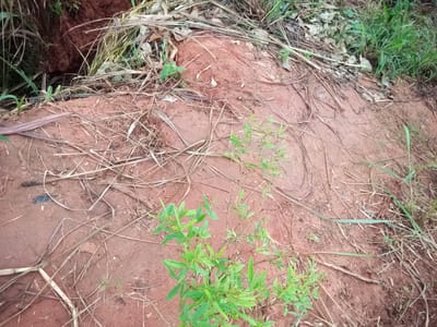 The image depicts a close-up, eye-level view of a reddish-brown, disturbed soil surface, likely an eroded area or a construction site, in Nanka, Nigeria. Dry, straw-like vegetation and a few green shoots are scattered across the soil. In the upper left, a dark, cavernous opening in a reddish-brown embankment is visible, suggesting a hole or a small tunnel. The overall impression is one of natural erosion or a site recently impacted by human activity, with vegetation struggling to establish itself in the exposed soil.