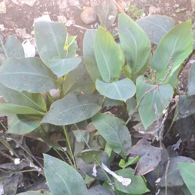 In Mesjid Tuha, Indonesia, a close-up, overhead shot focuses on a cluster of large, green Canna lily leaves. Some of the leaves are slightly damaged, with small holes or brown spots. The ground beneath the plants is visible, covered with dirt, small rocks, and scattered pieces of white and brown litter, including what appears to be a crumpled plastic bag. Dried, brown stalks and the remnants of spent flowers are also interspersed among the living foliage. The overall scene suggests an outdoor environment, possibly a garden or a neglected urban space.