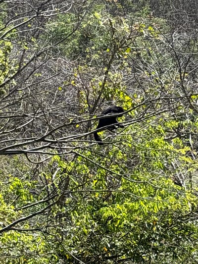 The scene depicts a dark-colored animal within a dense arboreal environment near La Fortuna, Costa Rica. A black-furred mammal is observed perched on a thick, horizontal tree branch, positioned roughly in the upper-middle section of the image. The animal's body is predominantly black, with a visible tail extending downwards and to the left. Its head is oriented to the right, appearing dark and somewhat obscured by branches. The surrounding area consists of a dense, interlocking network of tree branches of various thicknesses. Many branches are bare and exhibit a grayish-brown hue, while numerous clusters of vibrant green foliage are interspersed throughout the frame, particularly in the lower and right portions. Sunlight illuminates portions of the green leaves and highlights some bare branches, indicating an outdoor, daytime setting. No human figures or man-made structures are present.