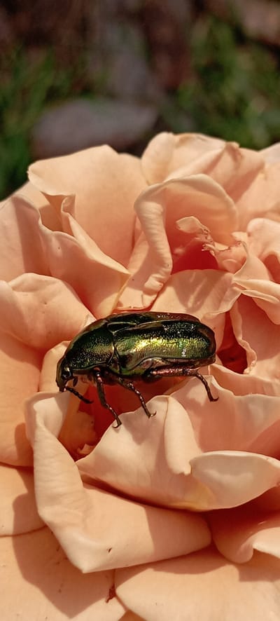 A close-up shot captures a metallic green beetle perched on the delicate, pale peach petals of a rose. The beetle's iridescent exoskeleton reflects the sunlight, highlighting shades of green, gold, and purple. Its legs are visible, gripping the soft texture of the petals. The background is softly blurred, showing hints of green foliage and a muted, warm-toned ground, suggesting an outdoor setting. The scene is static, focusing on the intricate detail of the insect and the flower. There is no discernible location in Radisne, Ukraine within the image.
