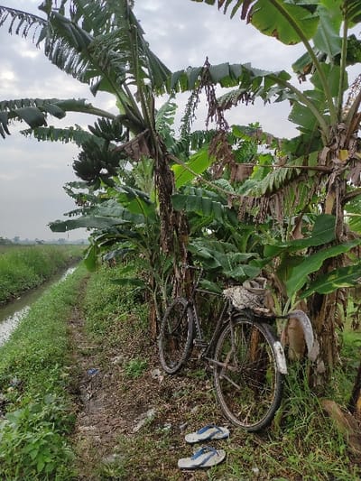 The image depicts a rural or agricultural scene, likely a banana plantation, under an overcast sky. In the foreground and extending through the mid-ground on the left, numerous banana plants with large green leaves are visible. Several bunches of unripe green bananas hang from the trees.
On the right side of the frame, an old, dark-colored bicycle is lying on its side on a patch of grassy ground. Its wheels and frame are clearly discernible. Just to the right of the bicycle, a pair of white and blue flip-flops are placed on the ground. Beyond the immediate foreground, a narrow water channel or irrigation ditch, flanked by green vegetation, stretches into the distance, suggesting a path or boundary within the cultivation area.
No people are visible, but the presence of the bicycle and flip-flops suggests someone was recently in the area, perhaps having dismounted to work or rest. The time of day appears to be daytime, possibly mid-morning or afternoon, given the bright, yet muted light from the cloudy sky. The lush greenery and the type of plants are consistent with the provided location context of Wonoayu, Indonesia. There is no visible text in the image.
