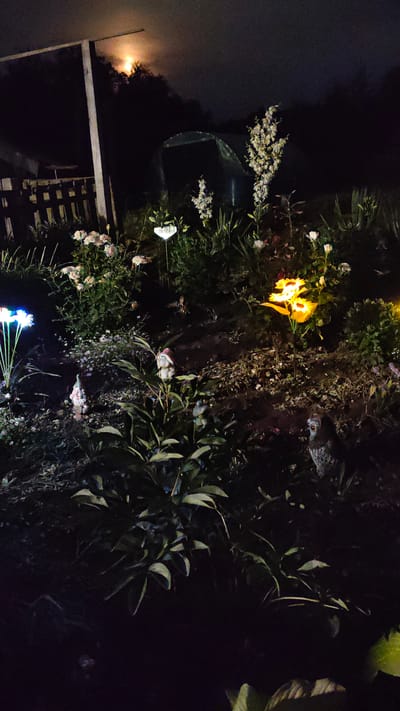 The image depicts a garden at night, illuminated by artificial lights and the moon. In the background, a greenhouse is visible, and behind it, trees are silhouetted against the night sky. The foreground features a variety of plants and garden ornaments, including solar-powered lights shaped like flowers, gnomes, and a decorative owl statue. The lighting creates a somewhat eerie and magical atmosphere. The location is a private garden in the city of Zhytomyr, Ukraine.