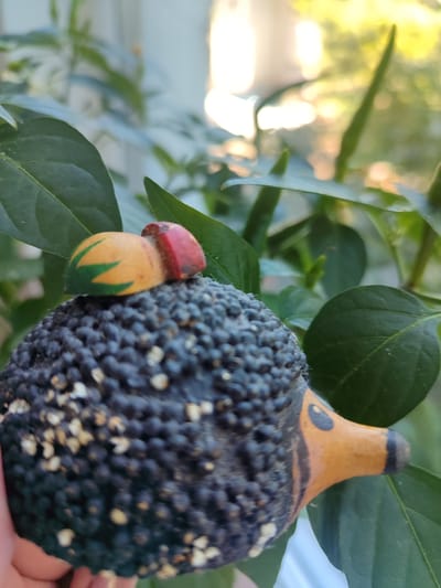The image features a close-up, eye-level shot of a small, decorative hedgehog figurine. The hedgehog is dark grey with textured, spiky details and some lighter, cream-colored specks. It has an orange snout with a black stripe and a black eye. Perched on its back is a miniature decoration resembling a ladybug, with a red body and a yellow and green spotted shell. The figurine is positioned amongst lush green leaves, suggesting it might be outdoors or placed near a houseplant. The background is softly blurred, with bright, warm light suggesting it is either late afternoon or early morning. The overall impression is peaceful and whimsical. There is no visible text in the image. The location context is Tuapse, Russia.