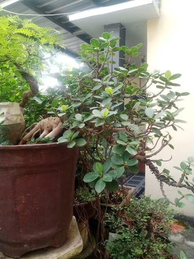 The image shows a close-up of a bonsai tree in a terracotta pot, placed outdoors. The bonsai tree has thick, gnarled roots exposed above the soil, with numerous branches and small, oval green leaves. The pot is a dark reddish-brown and is situated on a light-colored stone. In the background, there are other plants and a portion of a building with a light-colored wall and a roof structure. The scene appears to be in a garden or a residential outdoor space. Based on the information provided in the prompt, this scene is located in the city of Juwana, Indonesia. There are no people visible in the image.