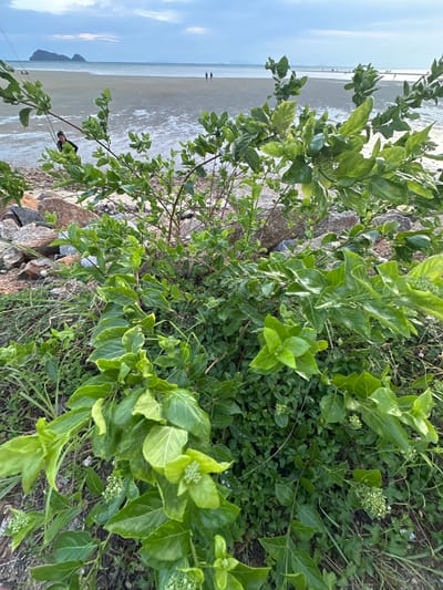 In Ko Pha-ngan District, Thailand, the image captures a coastal scene with lush green foliage in the foreground. A thicket of plants with broad, glossy leaves and small clusters of white flowers dominates the frame. Behind the vegetation, a wide, sandy beach stretches out to meet the calm ocean. The water is a soft blue, merging with a hazy sky that features scattered clouds. In the distance, two figures are walking along the shoreline, and a rocky island formation rises from the sea on the horizon. The lighting suggests it may be late afternoon or early morning, with a diffused glow over the landscape. The overall impression is one of a serene, natural environment.
