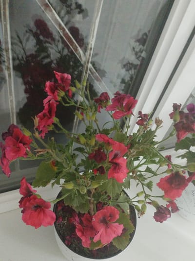 A potted plant with vibrant red-pink flowers sits on a white windowsill, reflecting in a window. The flowers are in various stages of bloom, with some fully open and others still buds. The plant has green leaves and thin, woody stems. The window behind the plant shows a blurry reflection of branches and possibly other plants, suggesting an outdoor environment. The windowsill is clean and white, as is the frame of the window. The lighting is dim, indicating it might be evening or an overcast day. The location is identified as Социализм, Kyrgyzstan, though no specific urban features are visible in the image itself.