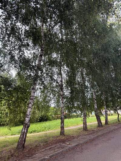 The media file shows a row of birch trees lining a road. The trees are tall with white, papery bark, and their branches are covered in dense green leaves. Sunlight filters through the leaves, creating dappled patterns on the ground. The road is paved and runs alongside a grassy area. There is a concrete curb separating the road from the grass. The scene appears to be in a park or a suburban area. The time of day is likely daytime, and the weather seems to be pleasant, with clear skies and sunlight. The location is identified as Szczecin, Poland. There are no people or animals visible in the image, nor any specific events taking place. The overall mood is serene and natural.