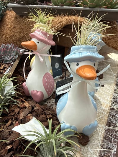 The image shows two duck-shaped planters, each holding an air plant. The left duck is wearing a pink hat with white polka dots and a pink ribbon. It has pink accents on its wings and feet. The right duck is wearing a blue hat with white polka dots and a blue ribbon. It has blue accents on its wings and feet. Both ducks have orange beaks and black eyes. They are sitting on a surface covered with wood chips and dried plant material. In the background, there are other plants and a dark grey planter. The scene appears to be an outdoor display, possibly in a garden center or a market. There are no people or animals visible in the image. The environment is bright and appears to be daytime. The specific location in Fritzlar, Germany, cannot be determined from the image alone.