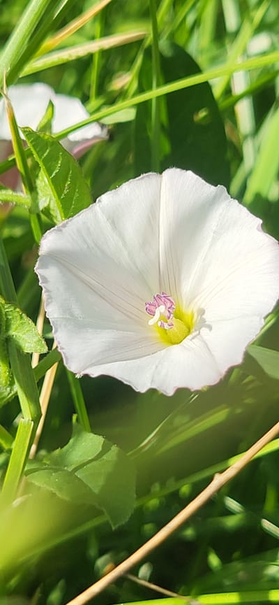 A close-up, vertical shot captures a white bindweed flower with a pale yellow center and purple stamens, set against a backdrop of lush green grass and foliage. The flower's delicate, wavy petals are illuminated by sunlight, casting subtle shadows. The surrounding environment suggests a natural, outdoor setting, potentially a garden or meadow. There are no people or animals visible in the image, and no discernible man-made structures that would indicate a specific urban location like Tetianivka, Ukraine. The scene is static and focuses solely on the floral subject and its immediate green surroundings.