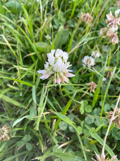 This media file is a close-up, ground-level shot of a patch of grass and clover flowers, likely taken outdoors on a bright, perhaps slightly overcast day. The primary subjects are a cluster of small, white clover flowers in the foreground, with other blurred white and pinkish clover blossoms and dried seed heads scattered throughout the background. The scene is dominated by lush green grass and the characteristic three-leafed clover foliage.

The setting appears to be a natural outdoor environment, possibly a meadow, park, or garden, given the abundance of grass and clover. The focus is on the flora, with no signs of human presence or activity. The lighting suggests it is daytime, with diffused light, which could indicate an overcast sky or a shaded area.

Notable details include the intricate structure of the white clover flower head, with its individual petals and delicate stamens. The surrounding grass blades are various shades of green and some appear to be dried or browning, suggesting it might be late spring or summer, or an area that has experienced some dry periods. The overall impression is one of natural growth and the subtle beauty of common wildflowers. There is no visible text in the media file. The location context of Kaliningrad, Russia, suggests this scene could be representative of the local flora in that region during the warmer months.