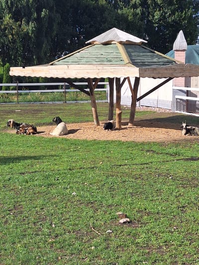 The image depicts an outdoor scene with several goats lying down on a patch of sandy ground beneath a wooden gazebo. The gazebo has a green, sloped roof with wooden trim and is supported by several wooden posts. In the background, there is a fence, a building with a pointed roof, and trees. The ground is a mix of green grass and the sandy area under the gazebo. There are four goats visible: one with brown and white markings lying on its side, another white goat with a black head lying on its side, a black and white goat lying on its stomach, and a black and white goat lying on its side near the right edge of the image. The overall setting appears to be a farm or park.