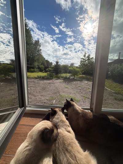 The image shows two Siamese cats looking out of a large open window onto a gravel yard with trees and grass. The sun is shining brightly in a blue sky with fluffy white clouds, indicating it is daytime and the weather is fair. The cats are positioned on a wooden floor indoors, with their heads and shoulders visible as they peer outside. The scene suggests a peaceful, domestic setting in Steklyannyi, Russia, where the cats are observing the outside world. The bright sunlight creates lens flare and reflections on the glass.