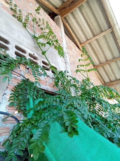 The image captures a low-angle view of a building's exterior wall and an adjacent roof structure in Ko Siboya, Thailand. No individuals are present.
The building wall is constructed from a combination of exposed red bricks and sections covered with light grey, textured concrete or plaster. Integral to the upper part of the wall are several horizontal concrete ventilation blocks, each containing multiple oblong-shaped apertures. A black electrical conduit, secured by a brass-toned metal bracket, is mounted on the lower-left portion of the concrete wall.
Dense green foliage from a climbing plant or shrub is prominent, covering significant portions of the wall and extending upwards. The plant's leaves are compound, consisting of numerous small, ovate leaflets arranged along slender stems. These stems are seen growing both directly on the wall surface and intermingling with a bright green, wide-mesh fabric, which occupies the lower and central-right sections of the frame. A thin white string or cord is visible stretched across the green mesh.
In the upper right, a roof structure is visible, composed of grey, corrugated sheets, likely made of asbestos-cement. The underside of this roofing material is supported by a framework of weathered wooden beams and purlins. A vertical concrete pillar or support beam is also present, connecting the wall structure to the roof assembly.