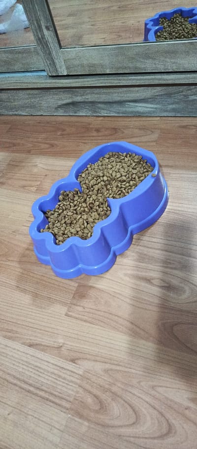 An elevated shot captures a bright blue, double-compartment pet food bowl filled with dry kibble. The bowl is shaped like a playful figure with rounded edges. It sits on a light-colored wooden floor with a visible wood grain pattern. In the background, a reflection in a mirror shows more of the same wooden floor and a section of a wooden wall with horizontal planks. The scene is well-lit, suggesting an indoor setting. The image does not provide any information about its location in Istanbul, Turkey.
