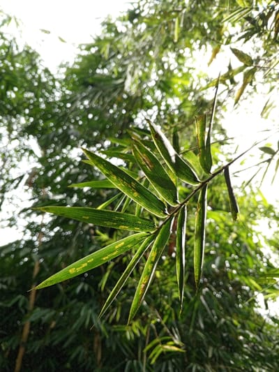 The image depicts a low-angle view of a dense bamboo grove in Silvino Lobos, Philippines. In the foreground, a cluster of vibrant green, elongated bamboo leaves are in sharp focus, extending diagonally from the lower-right towards the upper-left. These leaves exhibit minor yellowish-brown discoloration or spots, particularly along their surfaces. Sunlight backlights these leaves, creating a translucent effect and highlighting their edges. The background consists of heavily blurred bamboo foliage, appearing as a bokeh of bright, circular, out-of-focus light spots against a darker green backdrop, indicating bright ambient light filtering through the canopy. No people, animals, or man-made objects are visible.