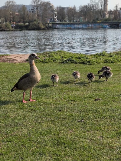 An adult Egyptian Goose (Alopochen aegyptiaca) stands prominently on a green grassy bank along the Neckar River in Heidelberg, Germany, near the Ernst-Walz-Brücke. The goose, distinguished by its mottled brown-grey plumage, a dark eye patch, and reddish-pink legs, faces right. Five smaller, downy goslings with speckled dark and white plumage are clustered behind and to the right of the adult; four are observed with their heads down, appearing to graze on the grass. The foreground features short, well-maintained green grass, with a small section of bare soil at the far left adjacent to the water. The Neckar River occupies the midground, its surface showing ripples and reflections. Across the river, the Ernst-Walz-Brücke is visible, characterized by a concrete structure adorned with multicolored graffiti along its lower section. Behind the bridge and a line of mostly bare deciduous trees, several multi-story urban buildings are present. A tall, slender church tower rises distinctly above the treeline and buildings on the far right of the background. The scene is illuminated by clear daylight.