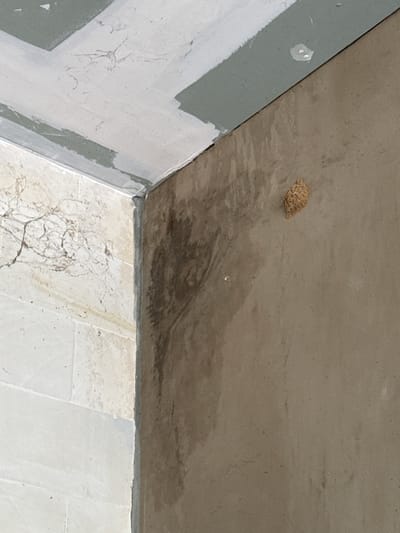 The image shows an interior corner of a room under construction or renovation. On the left wall, there are light-colored tiles with some staining and what appears to be cobwebs. The wall in the corner is stained dark brown, suggesting water damage or mold. On the right wall, a small, light brown, textured object resembling a wasp nest or cocoon is attached to the surface. The ceiling above is unfinished, with exposed drywall seams and painted sections in white and green. The scene appears to be located in Tampaksiring, Indonesia, based on the provided context.