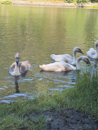 A group of young swans are swimming in a body of water. One swan, closer to the left foreground, is greyish-brown and facing the camera. Three other swans, lighter in color with patches of brown, are further back in the water. The swan in the middle foreground is dipping its head to eat some aquatic plants. In the background, a stone embankment lines the edge of the water, with green foliage and trees above. The water is calm and reflects the green of the surrounding vegetation. The foreground shows the muddy bank of the body of water with green grass growing along it. A single, small brown duck is visible swimming in the distance.