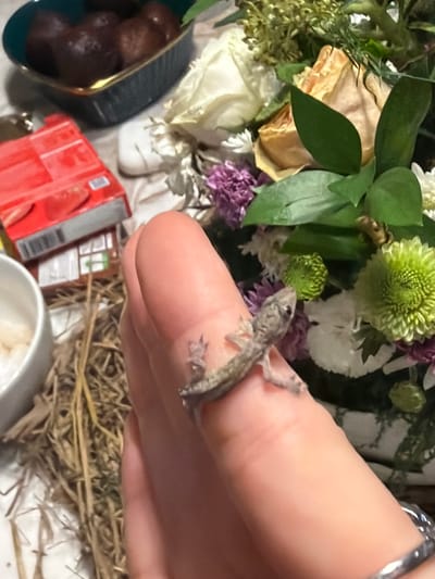 A small, grey gecko is perched on the index finger of a light-skinned person's hand, the hand also adorned with a silver ring. Behind the hand are various items including a floral arrangement of white, green, and purple flowers, a blue bowl containing dark-colored round objects, a red and grey box, and a light-colored bowl. Straw-like material is also visible in the lower right corner. The image was taken indoors in Kerobokan, Indonesia.