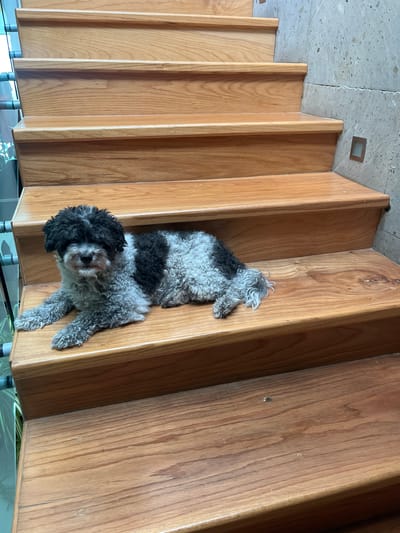 This image, captured in the Barrio de Nuevo León, Mexico, displays a small, bi-color canine resting on a polished wooden staircase. The dog, a curly-haired breed exhibiting black fur on its head and a stripe across its back, contrasting with grey fur on the remainder of its body, is positioned lying down on the third visible step from the bottom, facing directly towards the viewer. The staircase consists of multiple light brown, smooth wooden steps with slightly rounded nosings. To the left of the stairs, a transparent glass railing with metal fixtures is visible, behind which green plant foliage is present. To the right, a textured light grey stone or concrete wall runs alongside the stairs, featuring a small, square, recessed light fixture with a metallic bezel embedded within it. The scene presents a clean, modern indoor environment.