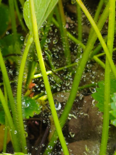 The image shows a close-up of green stems and leaves covered in numerous small water droplets. The stems are thick and have a fuzzy texture due to fine hairs. Some of the leaves are visible, also appearing wet. The background is out of focus and appears to be dark, possibly soil or decaying plant matter, with more water droplets scattered throughout. The lighting suggests it is daytime, possibly after rain or dew. There are no people or animals visible in the image. The image was taken in Orenburg, Russia, and depicts a natural, outdoor scene, likely a garden or a patch of vegetation.