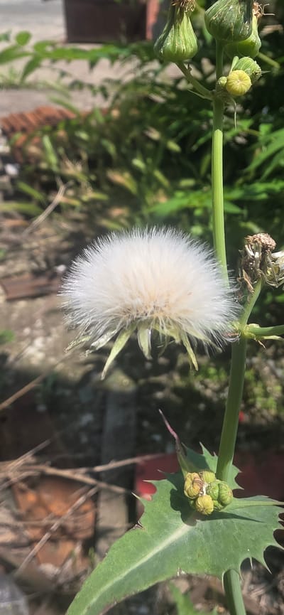 The image presents a close-up, horizontal view of a plant, likely a species from the daisy or thistle family, captured in bright daylight. The central and most prominent feature is a large, fluffy, white seed head, similar in appearance to a dandelion's "puffball," indicating the plant has gone to seed. The delicate, feathery pappus of the seeds is clearly visible, suggesting readiness for dispersal by wind.

Along the green stem to the left of the seed head, there are several spent flower heads or developing seed pods, which are green and somewhat elongated. Further left, a small cluster of vibrant yellow-green flower buds is emerging. To the right of the central fluffy seed head, the same green stem extends, featuring a distinctive green leaf with sharply serrated or lobed margins, suggesting a prickly or thistle-like nature. Resting on this leaf and stem are additional small, tightly clustered, greenish-yellow flower buds.

The background is softly blurred, showing a mix of green foliage and subtle hints of man-made structures, possibly indicating an outdoor setting such as a garden or a natural area near a building or fence. The lighting suggests a sunny day, with strong illumination highlighting the plant's features. There are no people, explicit activities, or visible text in the image. The scene captures a stage in the plant's life cycle in what appears to be an uncultivated outdoor environment in Karnobat, Bulgaria.