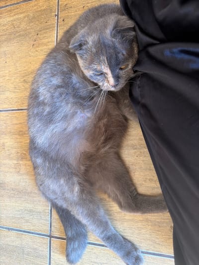 A grey and calico Scottish Fold cat is lying on its side on a tiled floor. The cat is resting its head on a piece of black fabric. The cat's eyes are partially closed, and its mouth is slightly open. The background is a tiled floor with a wooden pattern. There are no people visible in the image. The location is a residential setting in Velyki Osniaky, Ukraine.